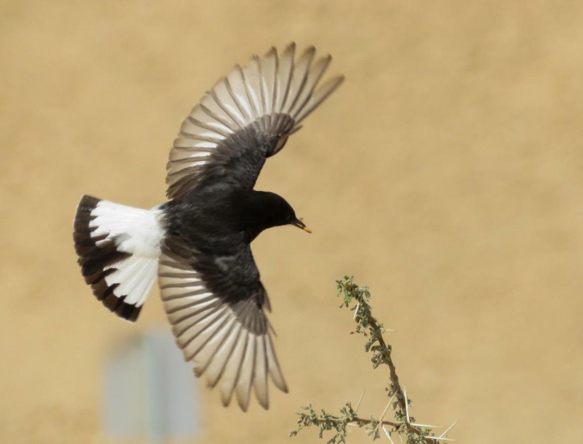The Birdwatchers Nest Be'er Ora Bagian luar foto