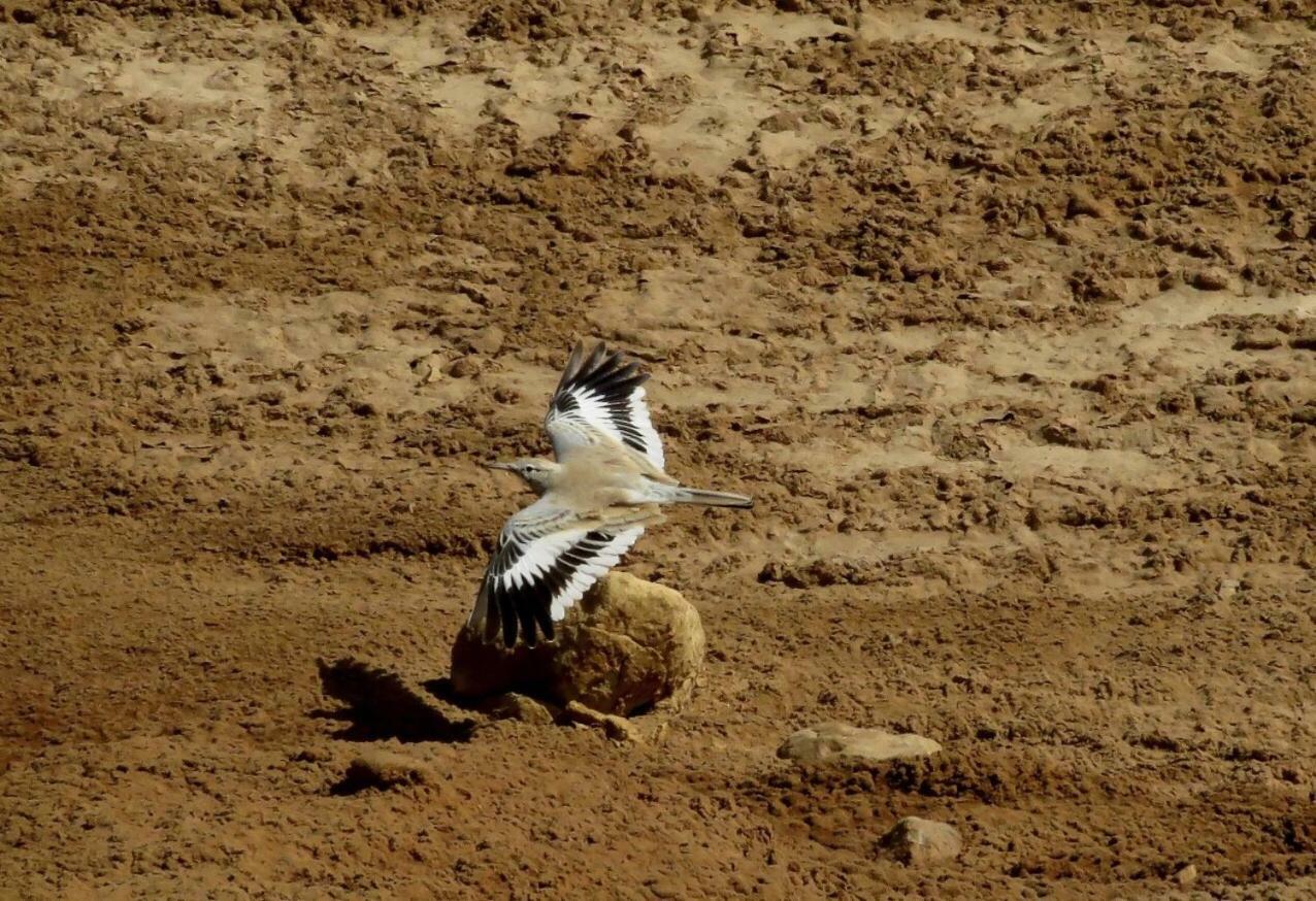 The Birdwatchers Nest Be'er Ora Bagian luar foto